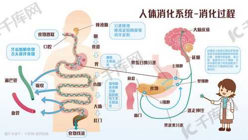 人体消化过程（水在人体消化过程）-图2