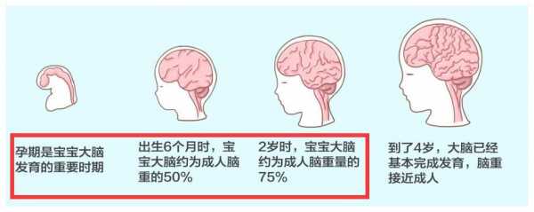 婴儿的大脑发育过程（婴儿的大脑发育过程图）-图1