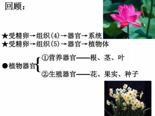 种子成熟包括什么过程（种子成熟包括什么过程和器官）-图1