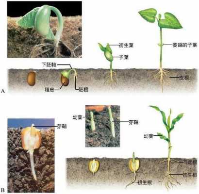 种子成熟包括什么过程（种子成熟包括什么过程和器官）-图3