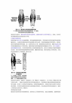 骨折愈合过程细胞形态（骨折骨细胞生长过程）-图2