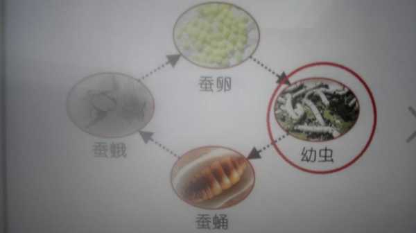 蚕繁殖的过程（蚕的繁殖方式是什么）-图2