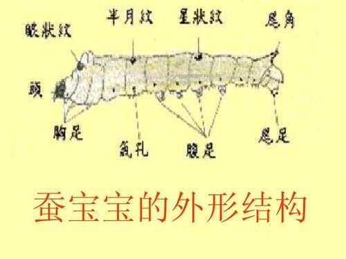 蚕繁殖的过程（蚕的繁殖方式是什么）-图3