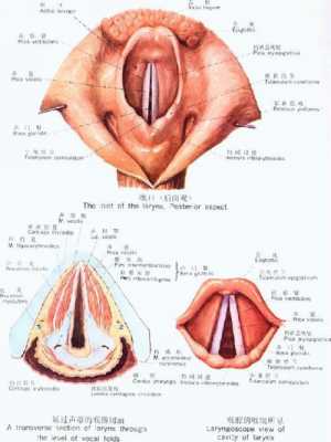 声带的变化过程（声带的状态）-图2