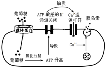 瘦素的过程（瘦素哪里产生起什么作用）-图3