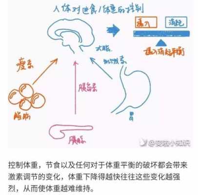 瘦素的过程（瘦素哪里产生起什么作用）-图2