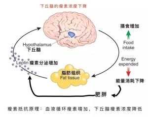 瘦素的过程（瘦素哪里产生起什么作用）-图1