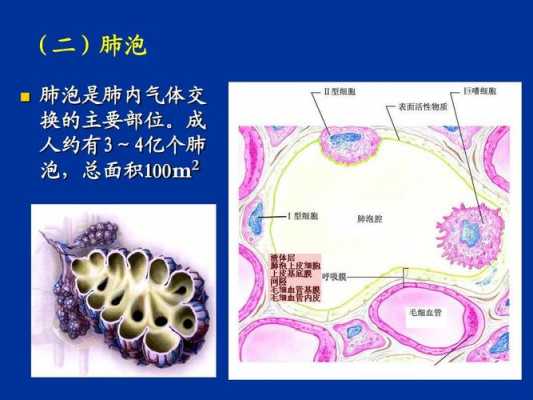 肺泡的换气过程（肺泡气体交换的主要部位是哪里）-图2