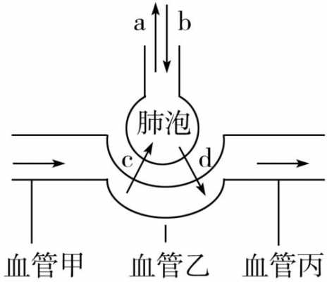 肺泡的换气过程（肺泡气体交换的主要部位是哪里）-图1