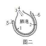 肺泡的换气过程（肺泡气体交换的主要部位是哪里）-图3