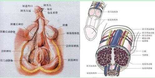 包含阴茎烫伤过程的词条-图3