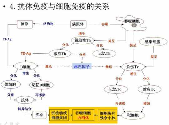 人的免疫过程（人的免疫过程图）-图1