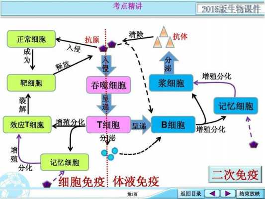 人的免疫过程（人的免疫过程图）-图3