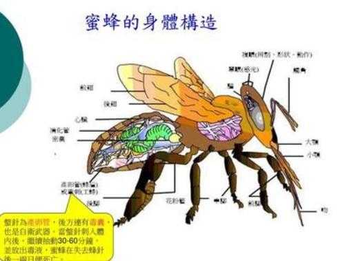 蜜蜂的形成过程（蜜蜂的产生）-图1