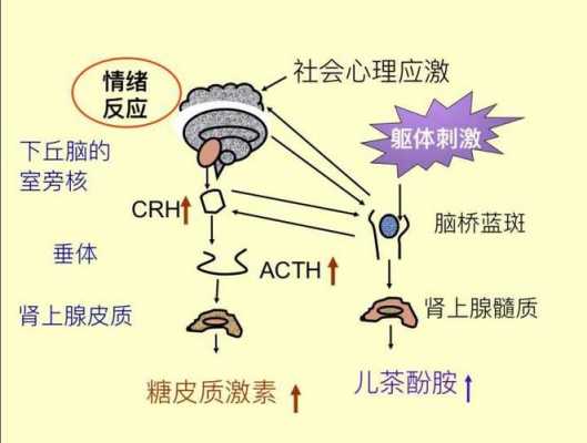 压力与应激过程（压力与生理的应激过程分为三个阶段）-图2