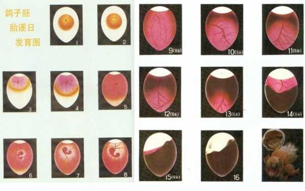 鸽子的孵化过程（鸽子的孵化过程图片）-图2