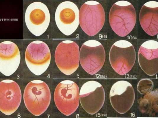 鸽子的孵化过程（鸽子的孵化过程图片）-图1