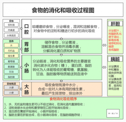 食物和水消化过程（食物和水消化过程思维导图）-图2