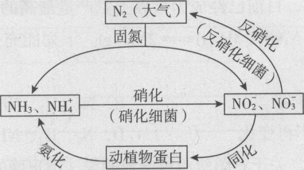 氮循环过程包括固氮（氮循环的定义）-图1