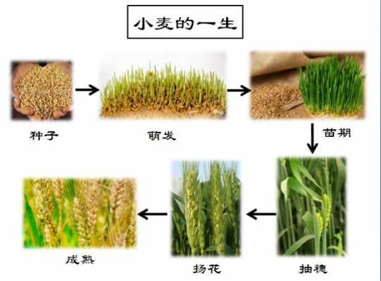 种小麦的过程（种小麦的过程思维导图）-图3