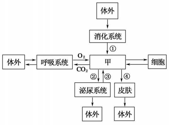 氨排出体外的过程（氨排出体外的过程叫什么）-图2