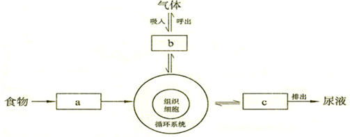 氨排出体外的过程（氨排出体外的过程叫什么）-图1