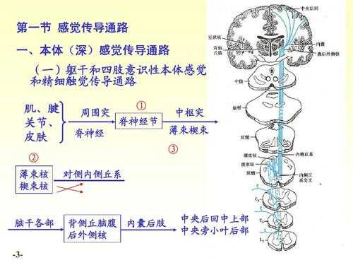 感觉传递过程（感觉传导路的传导过程）-图1