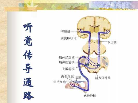 感觉传递过程（感觉传导路的传导过程）-图2