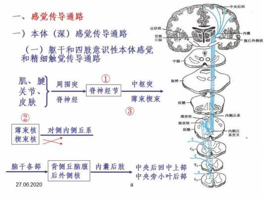 感觉传递过程（感觉传导路的传导过程）-图3