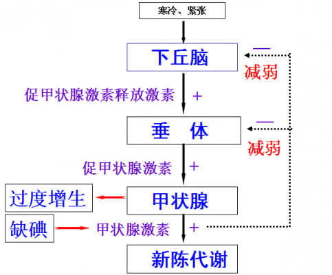 激素负反馈调节过程（激素的正负反馈调节）-图1