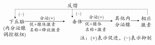 激素负反馈调节过程（激素的正负反馈调节）-图2