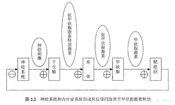 激素负反馈调节过程（激素的正负反馈调节）-图3