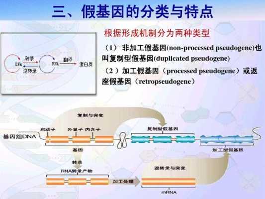 假基因研究过程（假基因的注释）-图1