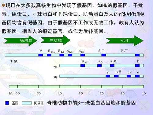 假基因研究过程（假基因的注释）-图3