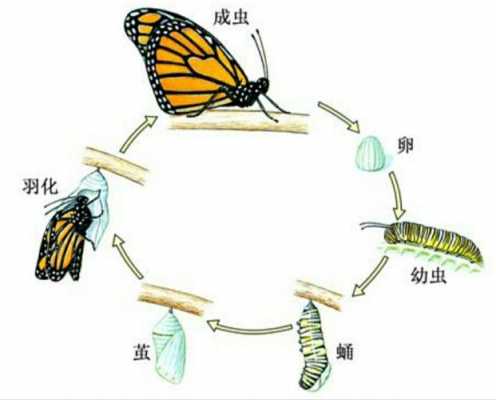 从卵变成蝴蝶的过程（从卵变成蝴蝶的过程叫什么）-图1