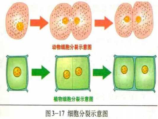 关于细胞分裂过程图示的信息-图2