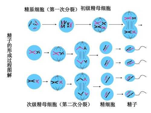 关于细胞分裂过程图示的信息-图3