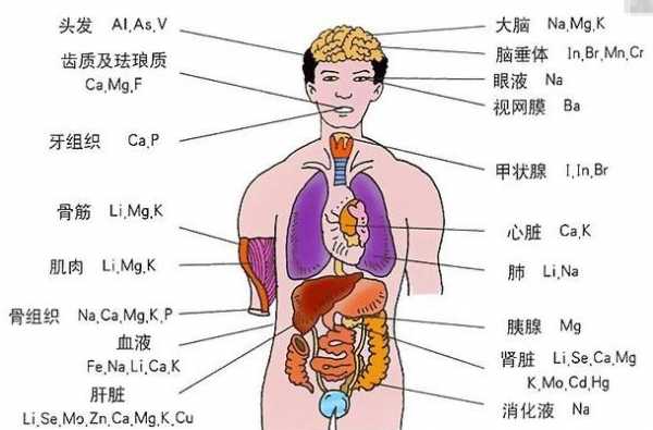 人体器官形成过程（器官形成顺序）-图2