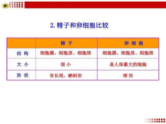 镜子的受精过程（镜子jingki）-图3