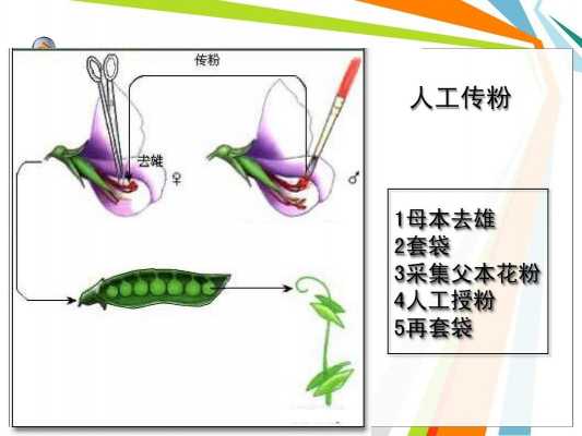 人工异花粉的过程（人工异花传粉注意事项）-图2