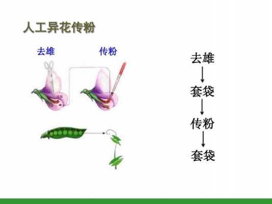 人工异花粉的过程（人工异花传粉注意事项）-图1