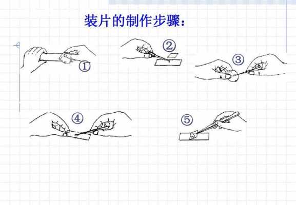 装片的过程（制作临时装片的过程）-图1