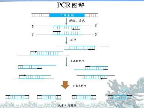 pcr的动画过程（pcr动画原理）-图2