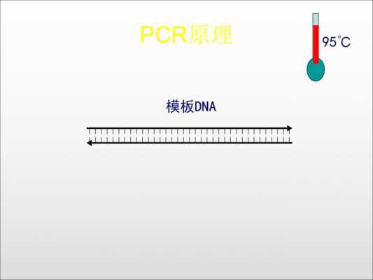 pcr的动画过程（pcr动画原理）-图1