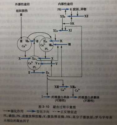 凝血过程及途径（凝血过程包括哪些基本步骤）-图2