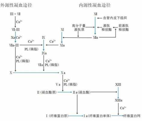 凝血过程及途径（凝血过程包括哪些基本步骤）-图3