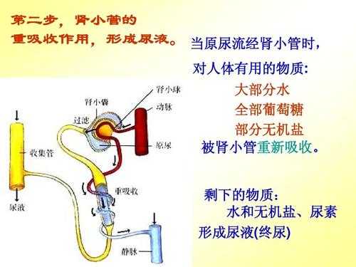 水变成尿液的过程（水变成尿液的过程叫什么）-图1