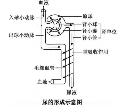 水变成尿液的过程（水变成尿液的过程叫什么）-图3