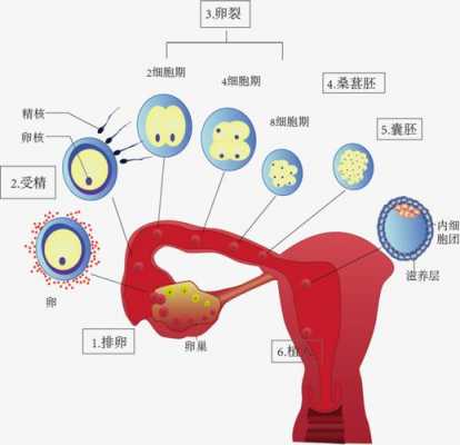 受孕过程示意图（受孕具体时间过程）-图1