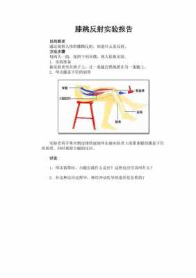 膝反射实验过程（膝反射检查实验报告）-图2